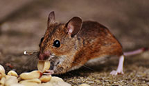 24 Hour & Emergency Exterminators in Germantown, MD